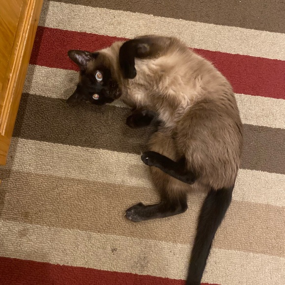 OFFICIAL TAG LIST- Like/Drop Closet name to b notified via price drop! - Picture 13 of 14